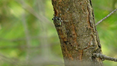 Neocicada hieroglyphica