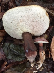 Tylopilus alboater