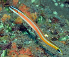Curious Wormfish photo 4