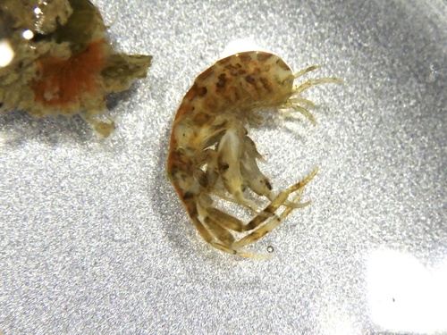 モリノカマキリヨコエビ