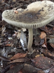 Amanita liquii