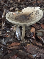 Amanita liquii