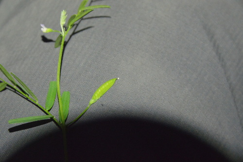 Image of Vicia minutiflora by (c) Dan Johnson, some rights reserved (CC BY)