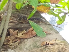 Varanus salvator salvator