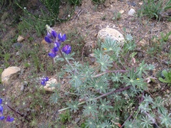 Lupinus sparsiflorus