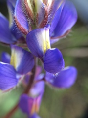 Lupinus sparsiflorus