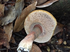 Tylopilus