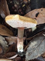 Tylopilus