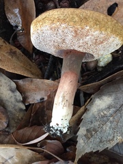 Tylopilus