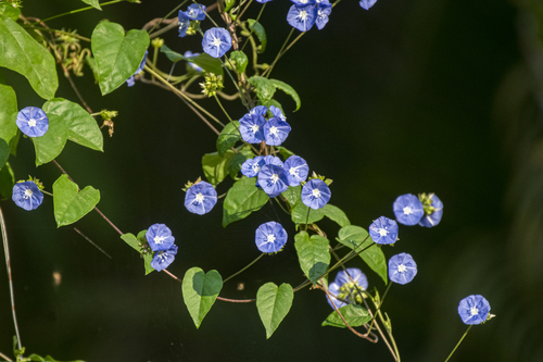 Skyblue Clustervine