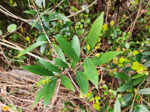 Anodendron affine iNat (1)