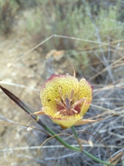 Calochortus weedii