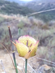 Calochortus weedii
