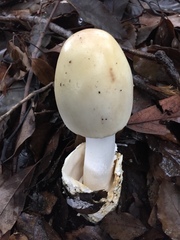 Amanita imazekii
