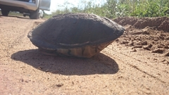 Pelusios castanoides