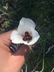 Calochortus catalinae