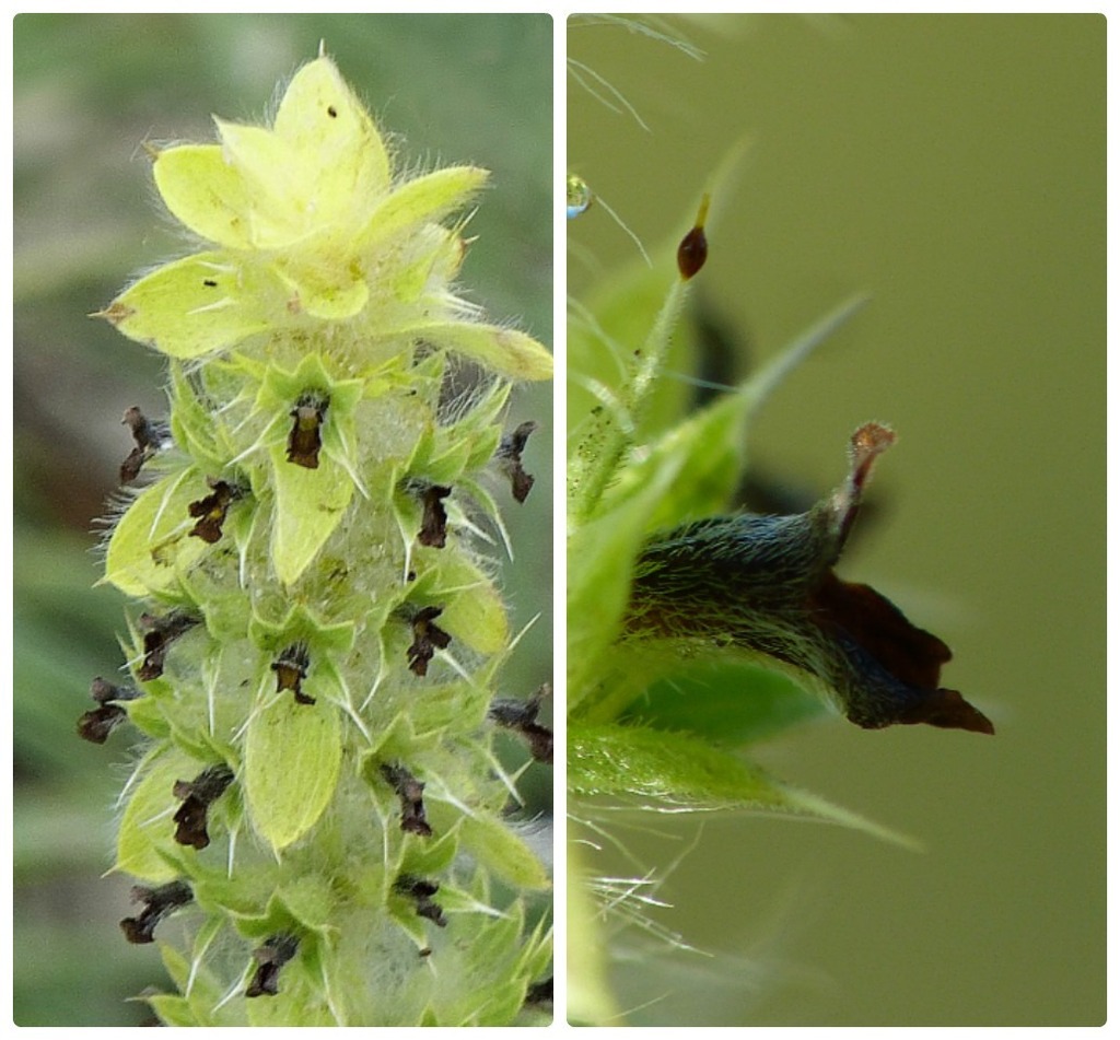 Ironworts (Genus Sideritis)  iNaturalist