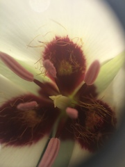 Calochortus catalinae