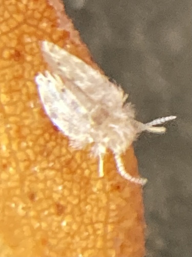 Moth fly photo 3