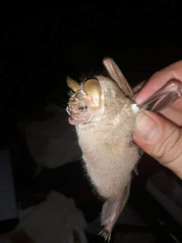 Wrinkle-faced Bat