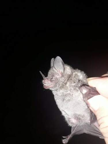 Sowell's Short-tailed Bat