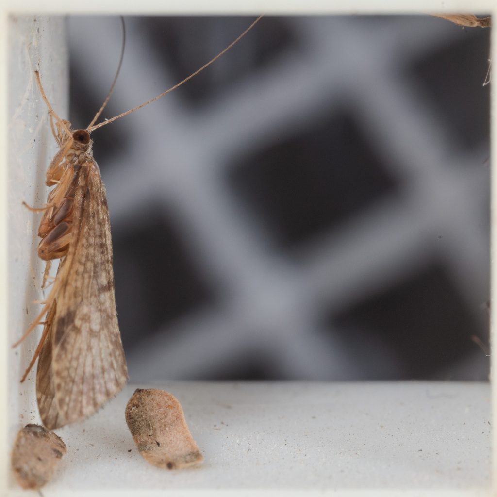 Hydropsyche simulans