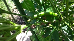 Acanthocoris sordidus