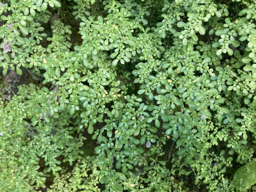 Pilea microphylla iNat (1)