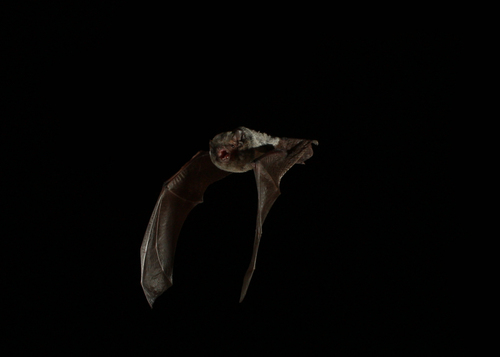 Chalinolobus nigrogriseus, 2009-09-09