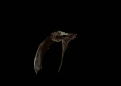 Chalinolobus nigrogriseus