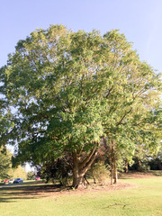 Pterocarya fraxinifolia