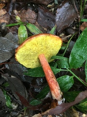 Aureoboletus