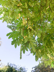 Pterocarya fraxinifolia