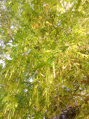 Pterocarya fraxinifolia