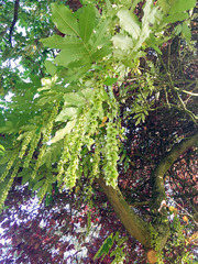 Pterocarya fraxinifolia