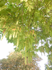 Pterocarya fraxinifolia