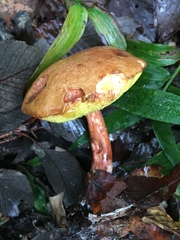 Aureoboletus