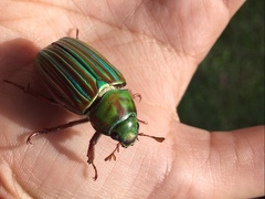 Chrysina adelaida