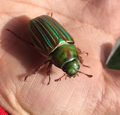 Chrysina adelaida