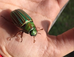 Chrysina adelaida