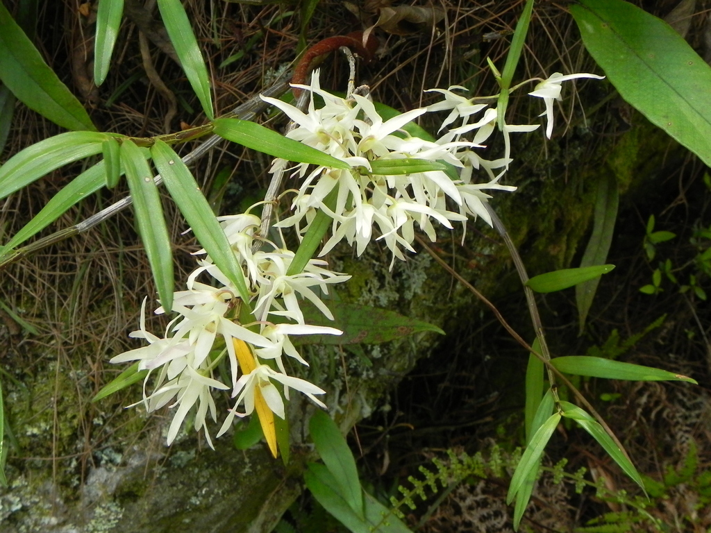 Dendrobium moniliforme (L.) Sw. 2