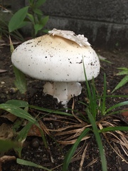 Amanita imazekii