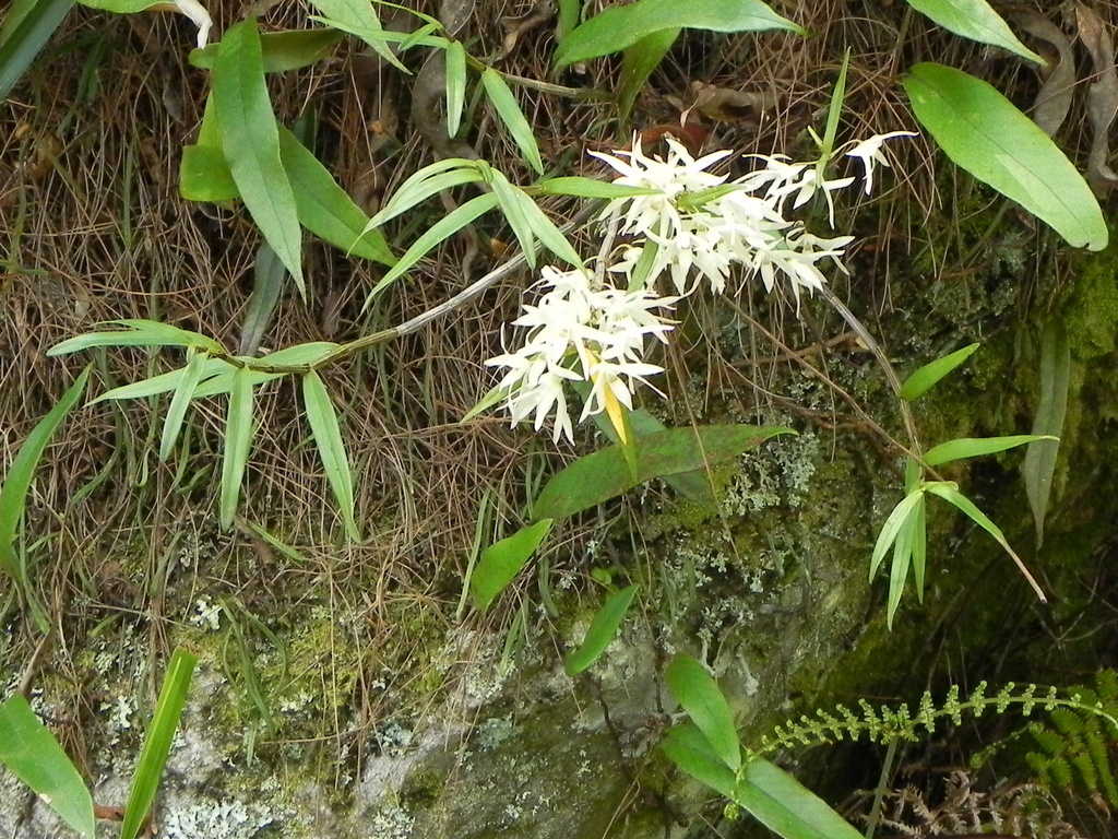 Dendrobium moniliforme (L.) Sw. 3