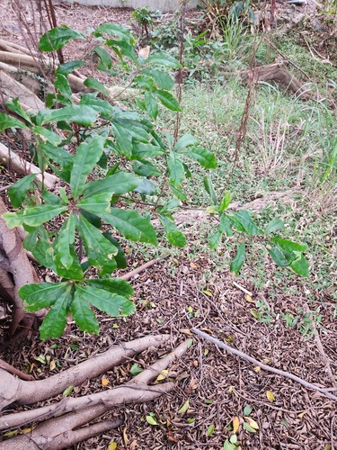 Elaeocarpus decipiens