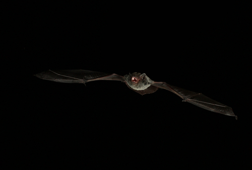 Chalinolobus nigrogriseus, 2009-09-09