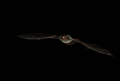 Chalinolobus nigrogriseus