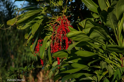 Cordyline fruticosa