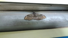 Ischyja ferrifracta