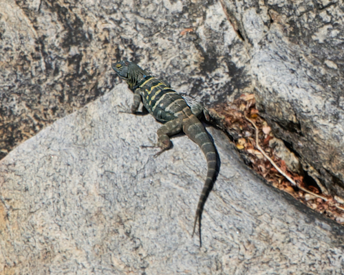 Baja California Rock Lizard