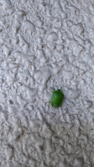 Glaucias subpunctatus